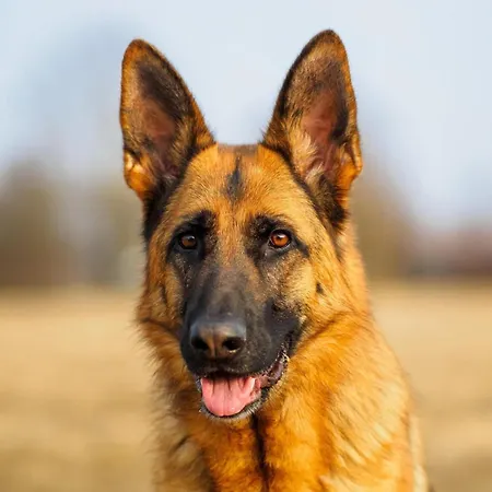 Countryside In With Swimming Pool * Amandola