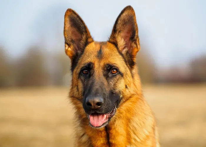 Countryside In With Swimming Pool * Amandola